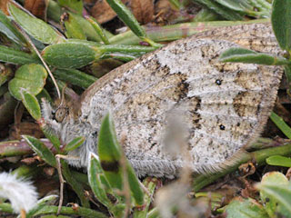 Erebia cassioides Common Brassy Ronglet