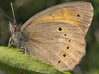 Kirinia climene Lesser Lattice Brown