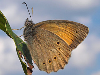 Kirinia climene Lesser Lattice Brown