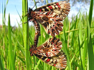 Sdlicher Osterluzeifalter Zerynthia polyxena bzw. Zerynthia cassandra  Southern Festoon