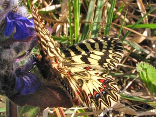 Sdlicher Osterluzeifalter Zerynthia polyxena bzw. Zerynthia cassandra  Southern Festoon