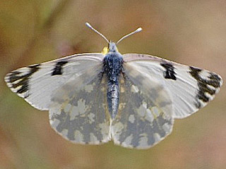 Euchloe ausonia  stlicher gesprenkelter Weiling  Eastern Dappled White