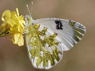 Euchloe ausonia  stlicher gesprenkelter Weiling  Eastern Dappled White