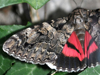 Catocala coniuncta , conjuncta , schmetterling, Ordensband