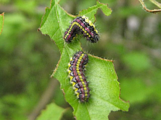 Raupen Trauerwidderchen Aglaope infausta