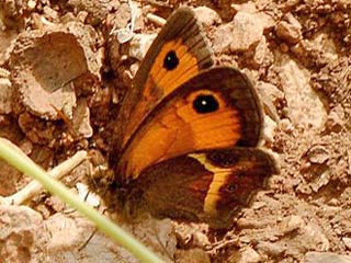 Spanischer Ochsenauge Spanish Gatekeeper Pyronia bathseba 