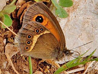 Spanischer Ochsenauge Spanish Gatekeeper Pyronia bathseba 