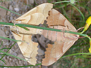 Marumba quercus  Eichenschwrmer