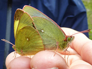 Colias palaeno  Hochmoor-Gelbling  Moorland Clouded Yellom