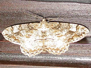 Alcis repandata  Wellenlinien-Rindenspanner  Mottled Beauty