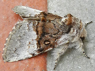 Haseleule  Colocasia coryli Nut-tree Tussock