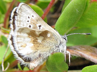 Plebeius glandon  Dunkler Alpenbluling  Glandon Blue