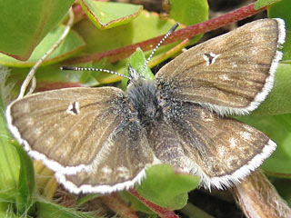 Plebeius glandon  Dunkler Alpenbluling  Glandon Blue