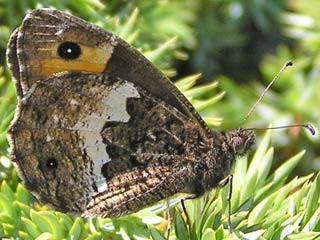 Hipparchia neomiris  Corsican Grayling