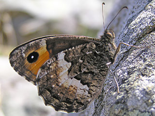 Hipparchia neomiris  Corsican Grayling