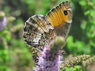 Hipparchia neomiris  Corsican Grayling