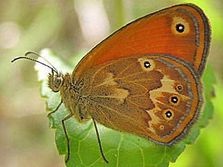 Coenonympha corinna  Corsican Heath