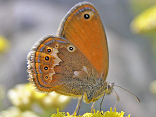 Coenonympha corinna  Corsican Heath