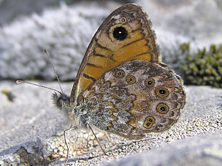 Lasiommata paramegaera  Corsican Wall Brown