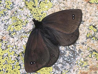 Erebia melas  Black Ringlet