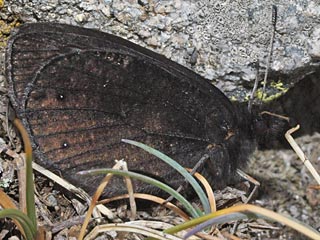 Erebia melas  Black Ringlet