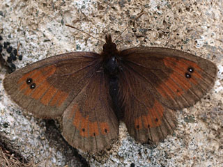 Erebia rhodopensis  Nicholl's Ringlet