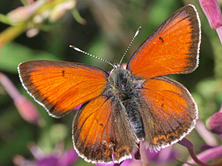 Lycaena candens  Balkan Copper