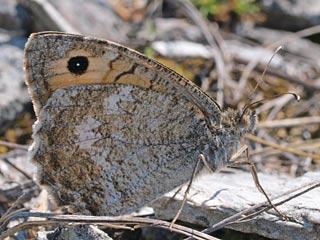 Pseudochazara orestes  Dils' Grayling