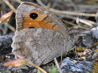 Pseudochazara orestes  Dils' Grayling