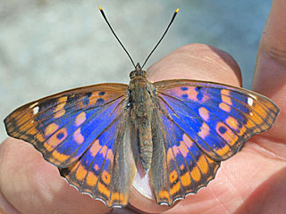 Apatura metis  Donau-Schillerfalter Freyer's Purple Emperor