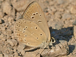 Polyommatus admetus stlicher Esparsettenbluling Anomlous Blue