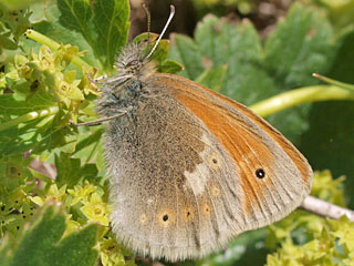 Coenonympha rhodopensis