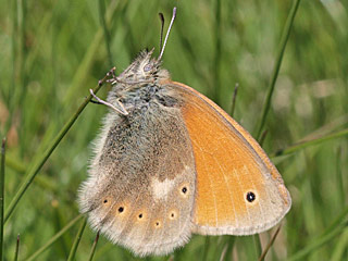 Coenonympha rhodopensis