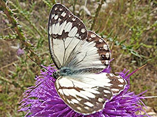 Melanrargia titea