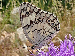 Melanrargia titea