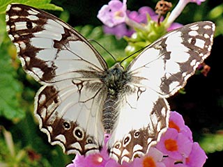 Melanargia titea