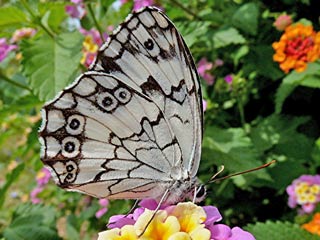 Melanargia titea