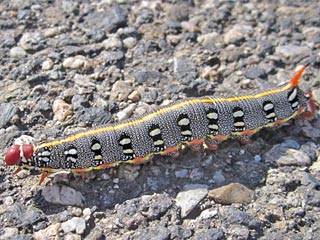 Hyles dahlii  Smoky Spurge Hawk-moth