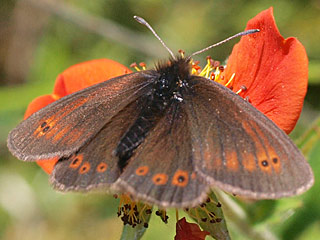 Erebia orientalis