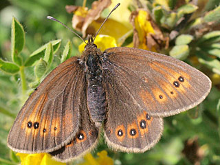 Erebia orientalis