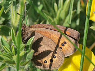 Erebia orientalis