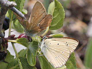 Polyommatus aroaniensis  