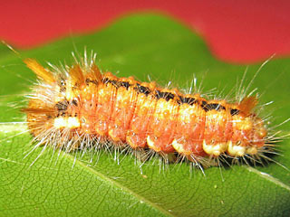 Haseleule  Colocasia coryli Nut-tree Tussock