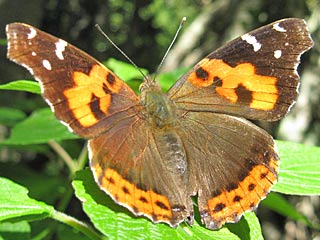 Vanessa vulcania  Kanarischer Admiral  Canary Red Admiral