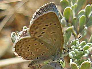 Zizeeria knysna  African Grass Blue