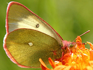 Colias palaeno  Hochmoor-Gelbling  Moorland Clouded Yellom