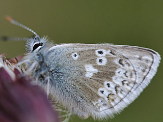 Plebeius glandon  Dunkler Alpenbluling  Glandon Blue