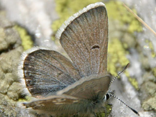 Plebeius glandon  Dunkler Alpenbluling  Glandon Blue