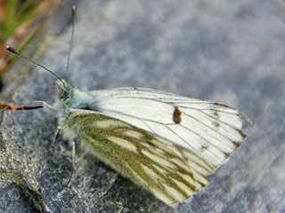 Pontia callidice  Alpen-Weiling  Peak White