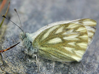 Pontia callidice  Alpen-Weiling  Peak White